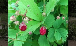 The First Strawberry