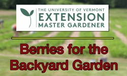 UVM Extension Master Gardener: Berries for the Backyard Garden